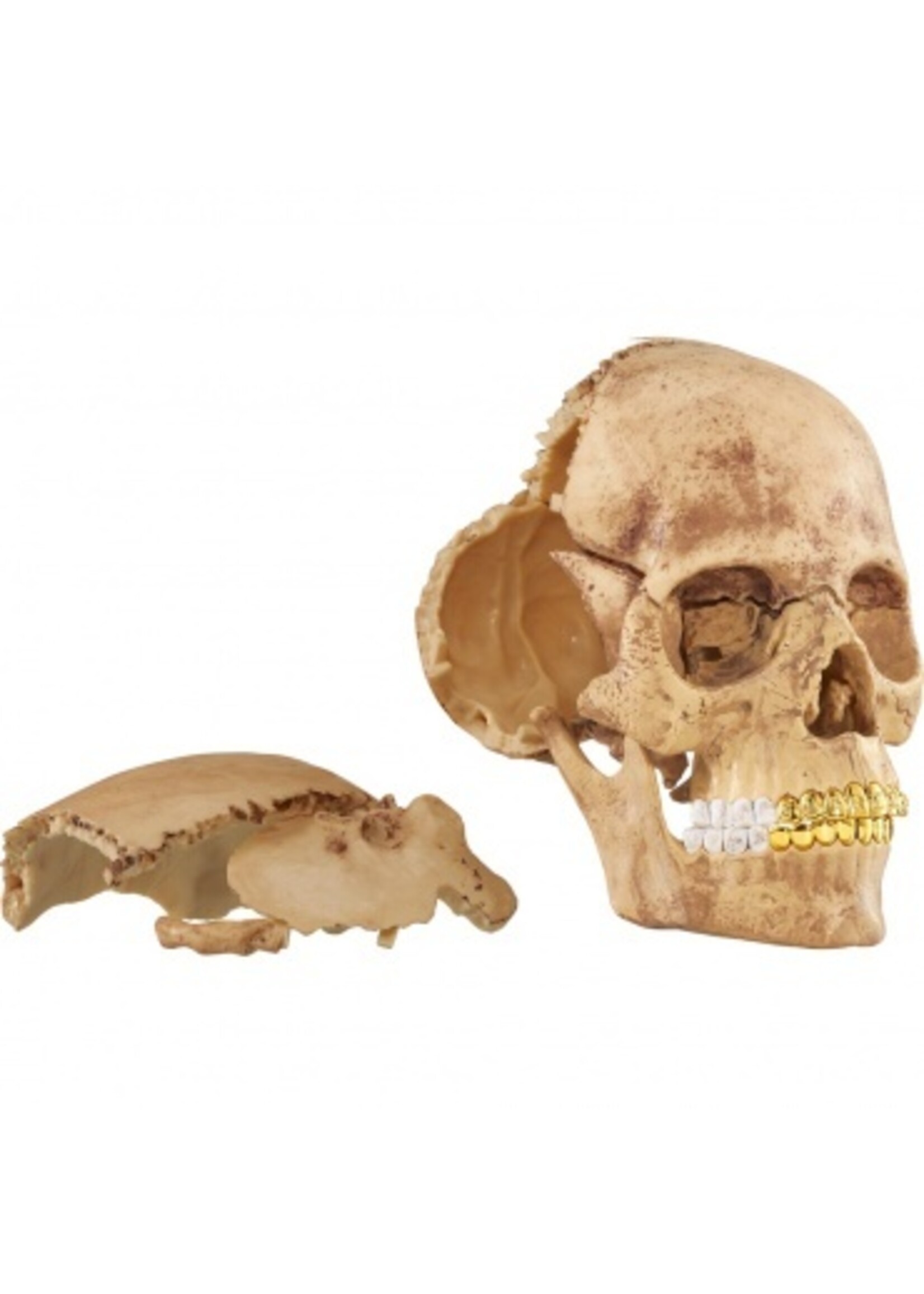 Supreme 4D Model Human Skull