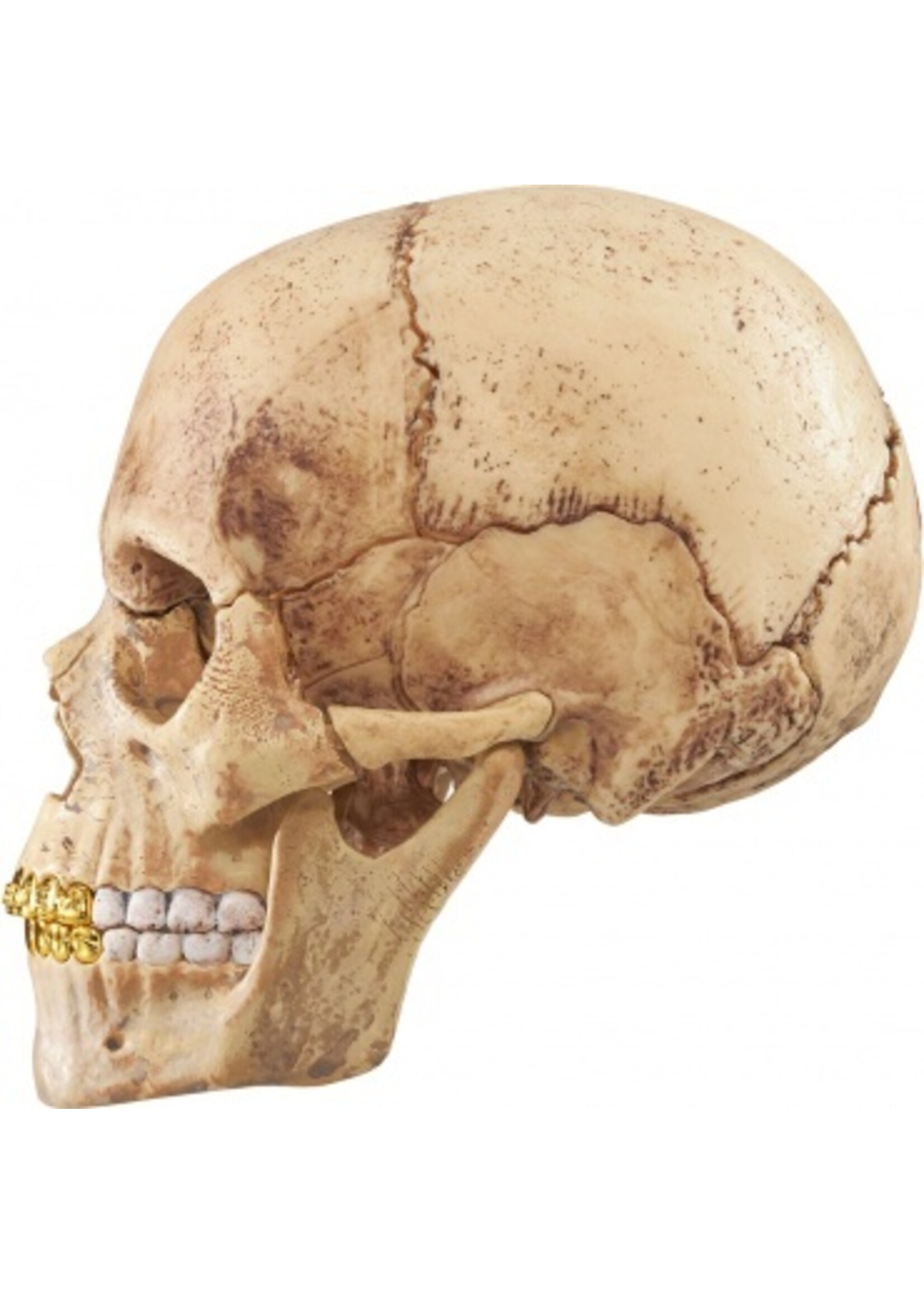 Supreme 4D Model Human Skull