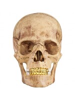 Supreme 4D Model Human Skull