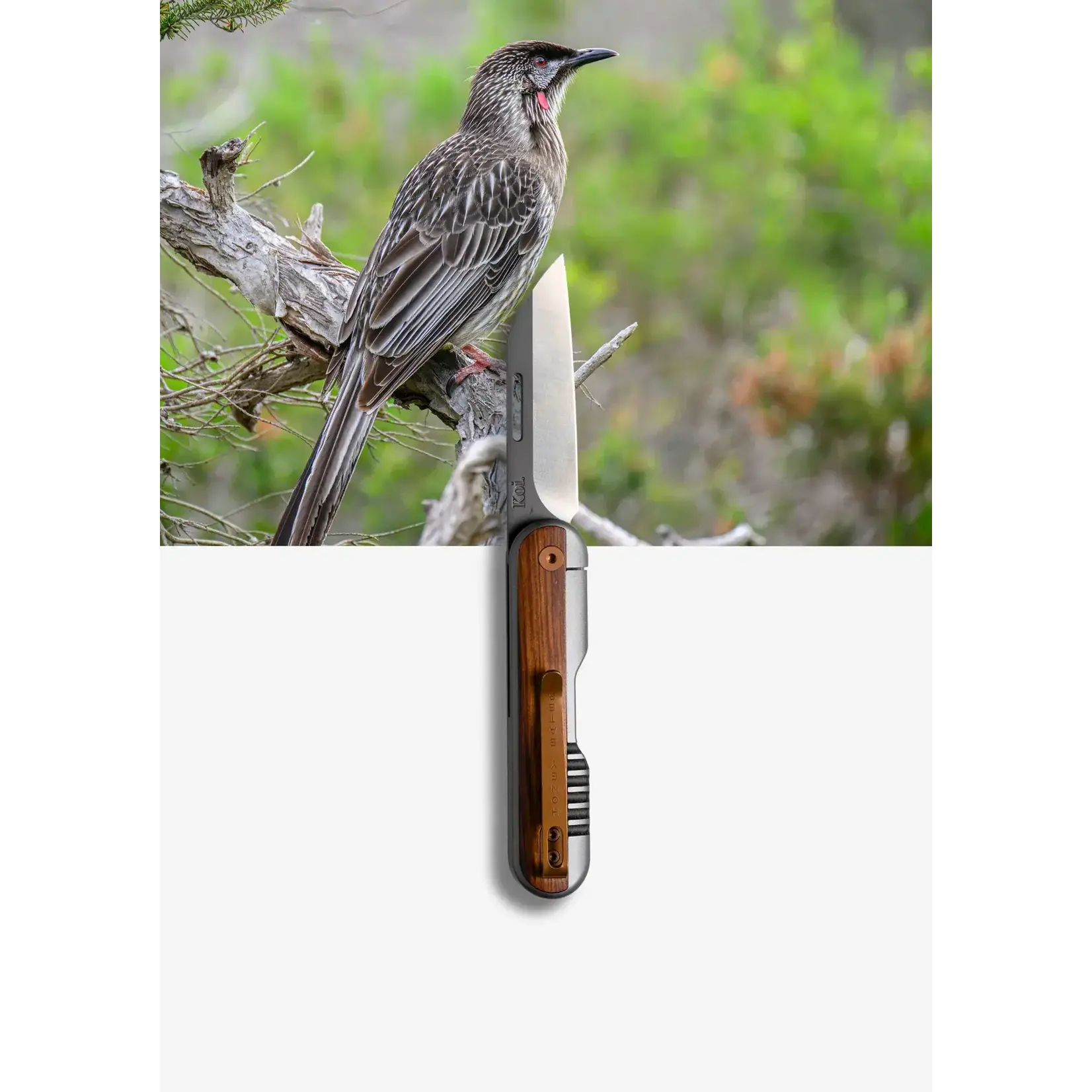 Koi Koi Knife - Henry The Honey Eater