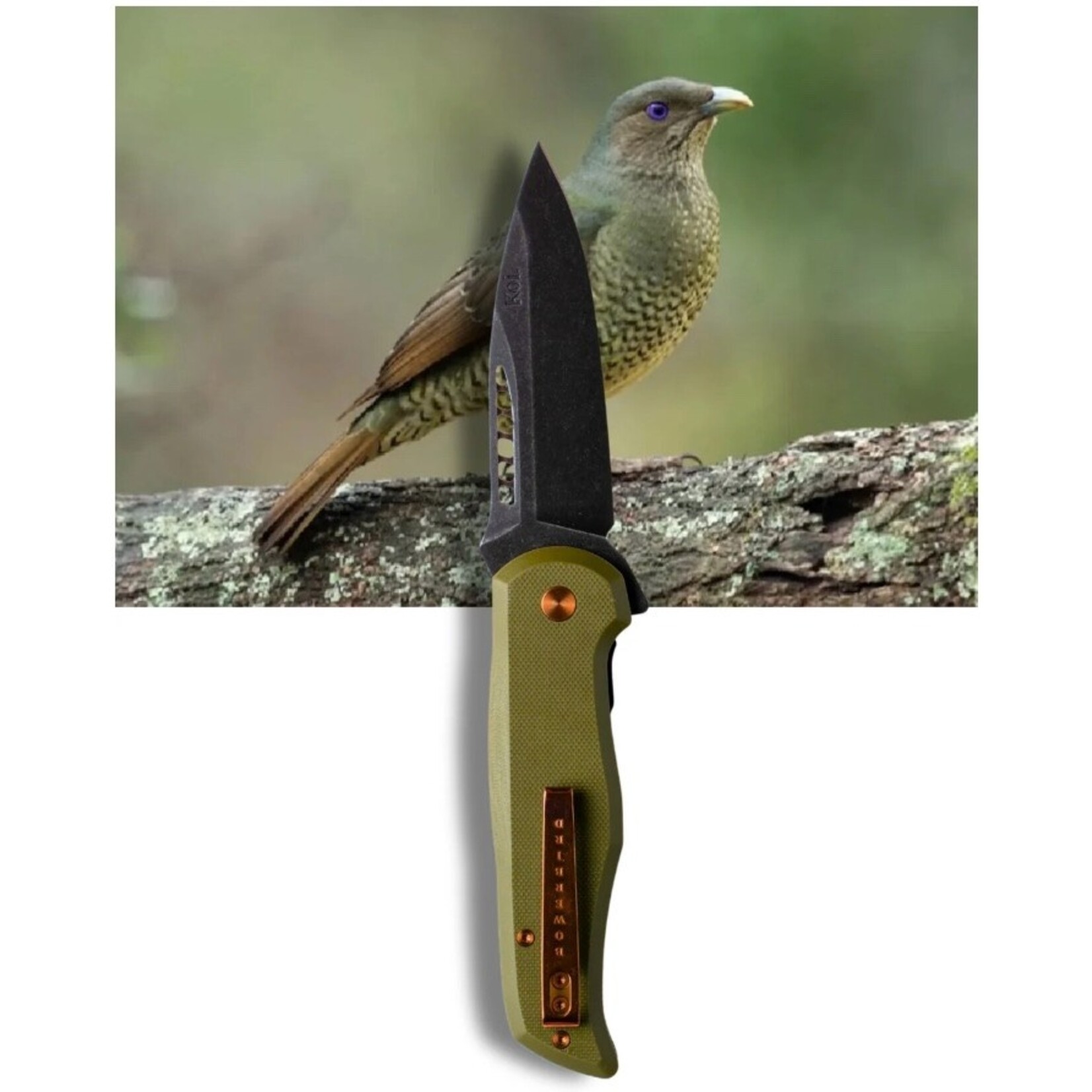 Koi Koi Knife - Bek the Bower Bird Female