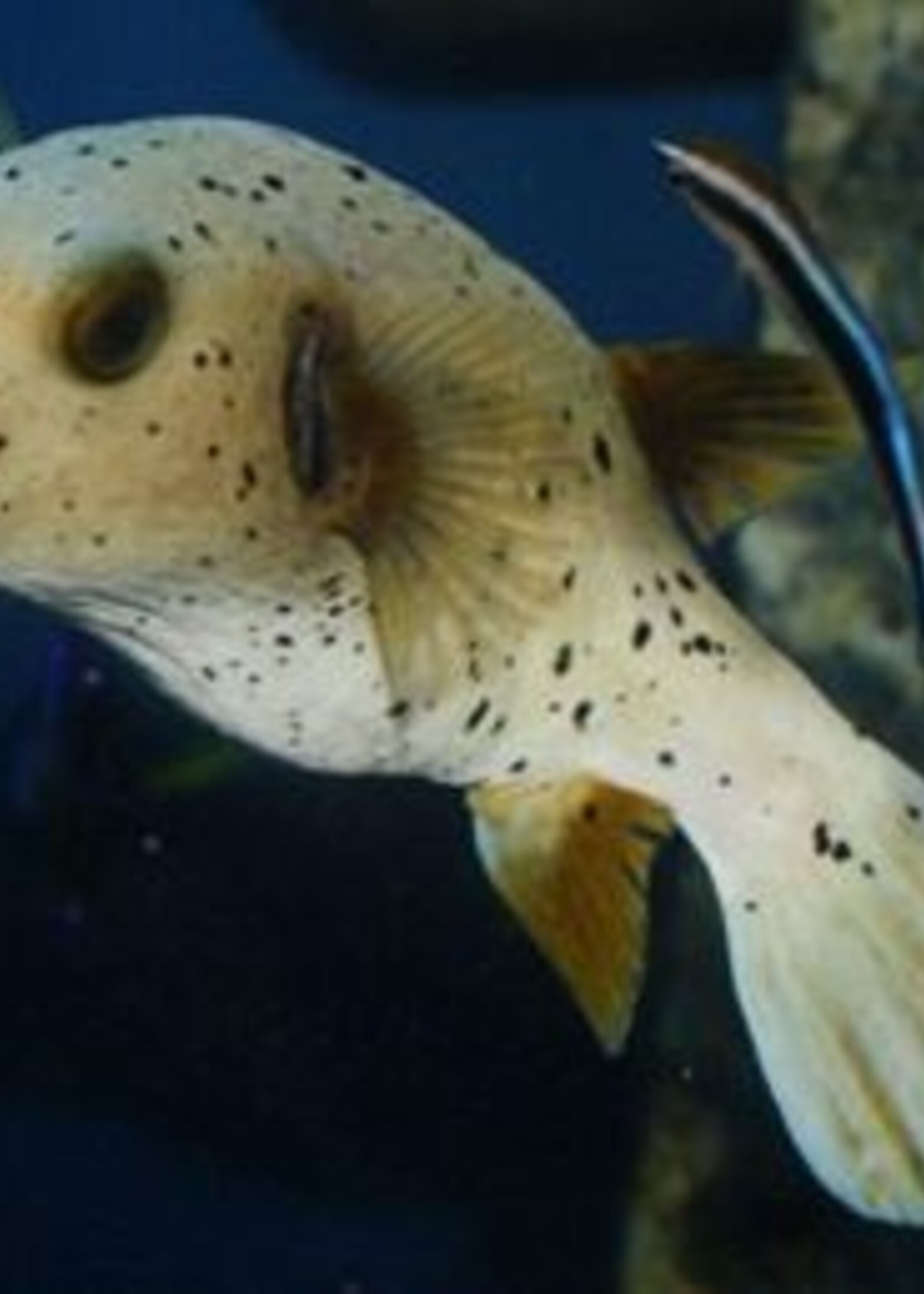 Dogface Puffer MD