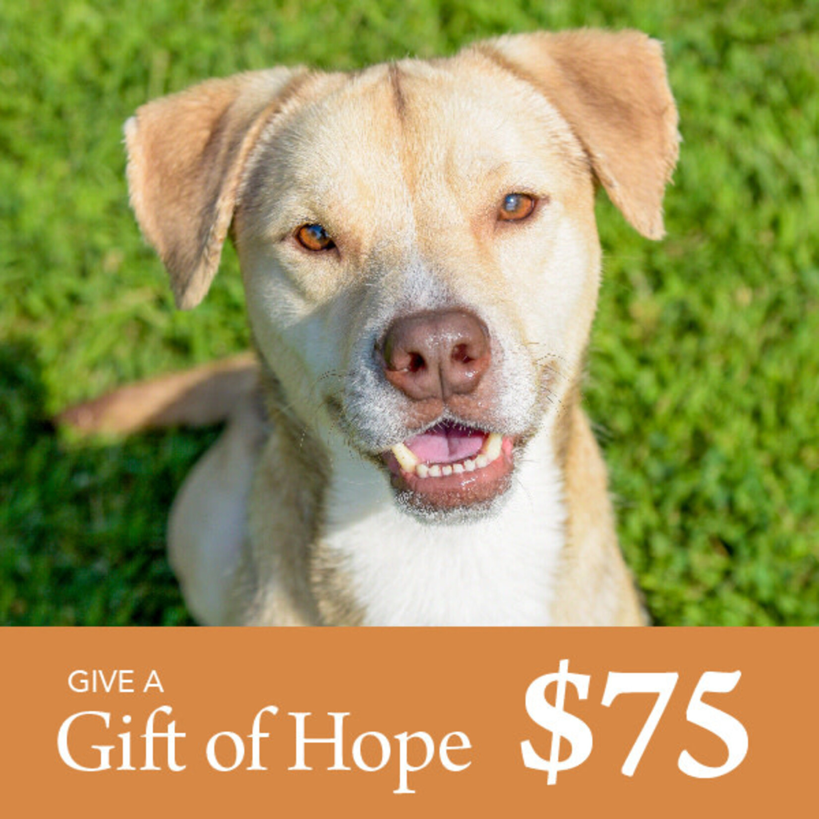 Give a Gift of Hope