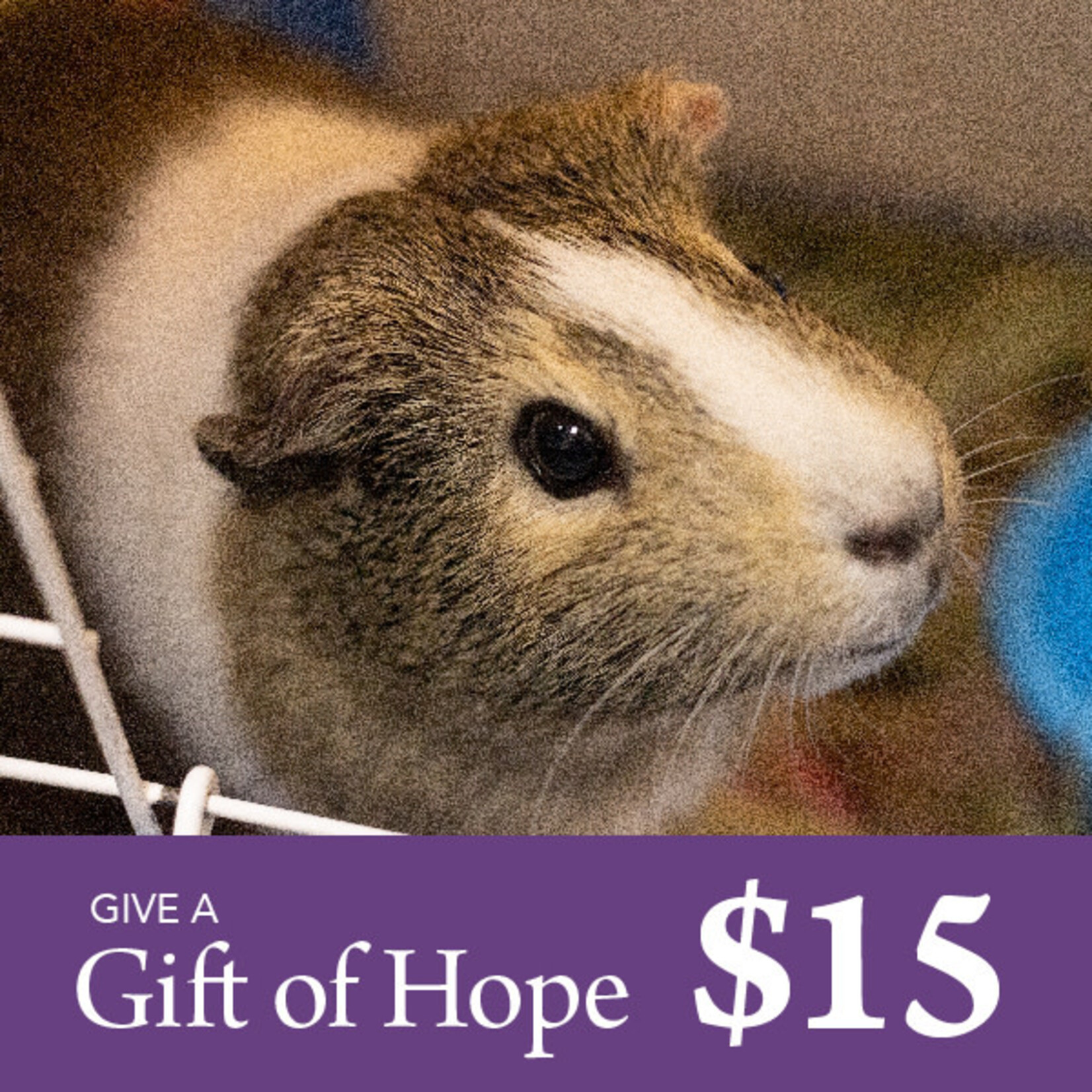 Give a Gift of Hope $15