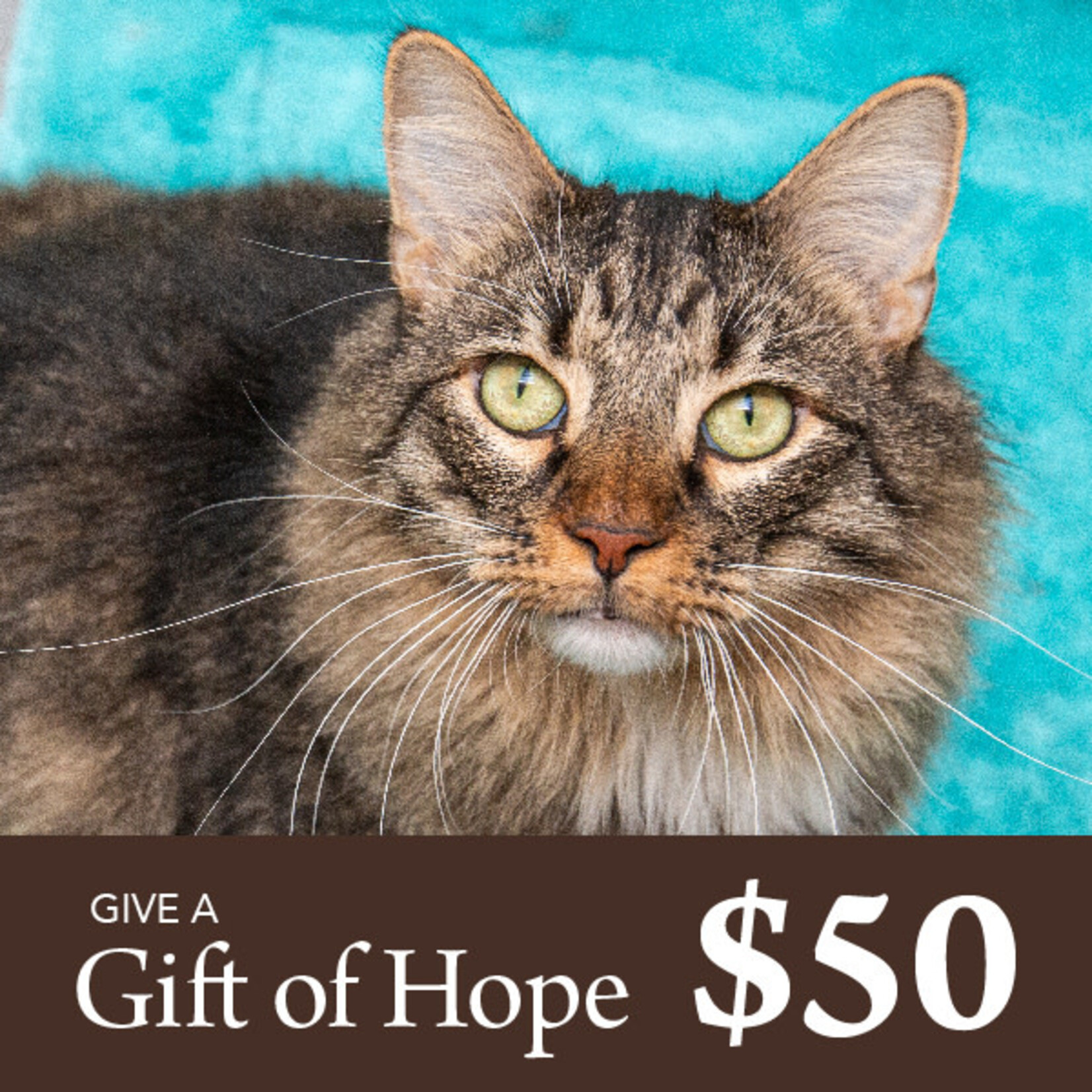 Give a Gift of Hope $50