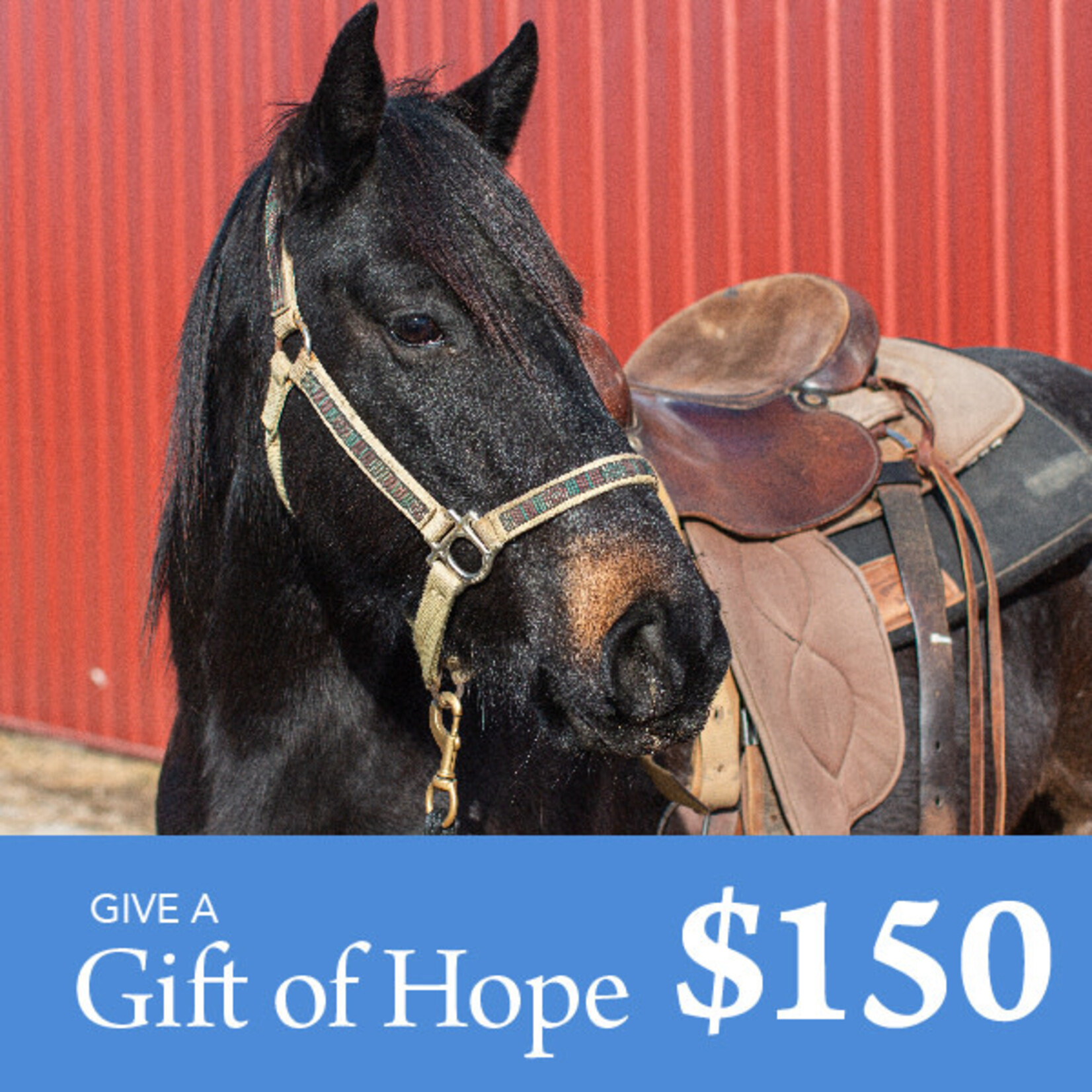Give a Gift of Hope $150