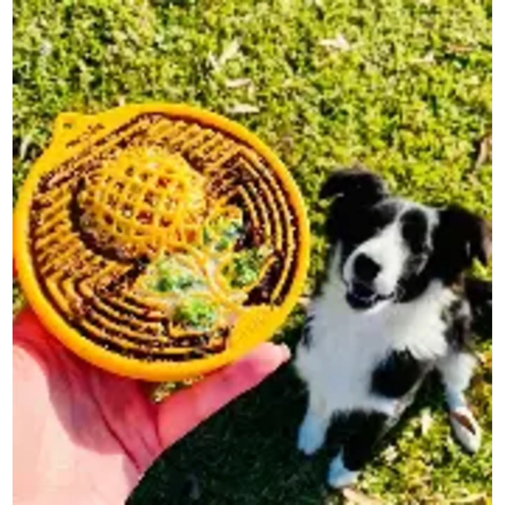 Sodapup Enrichment Coin