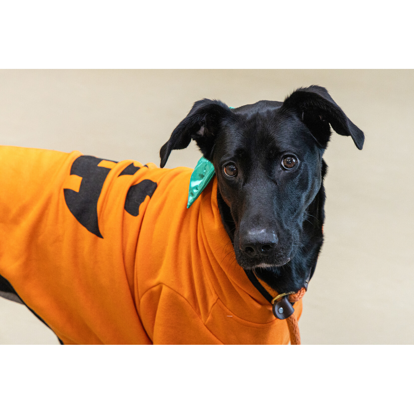 Bootique Pumpkin Hoddie- Dog XXL