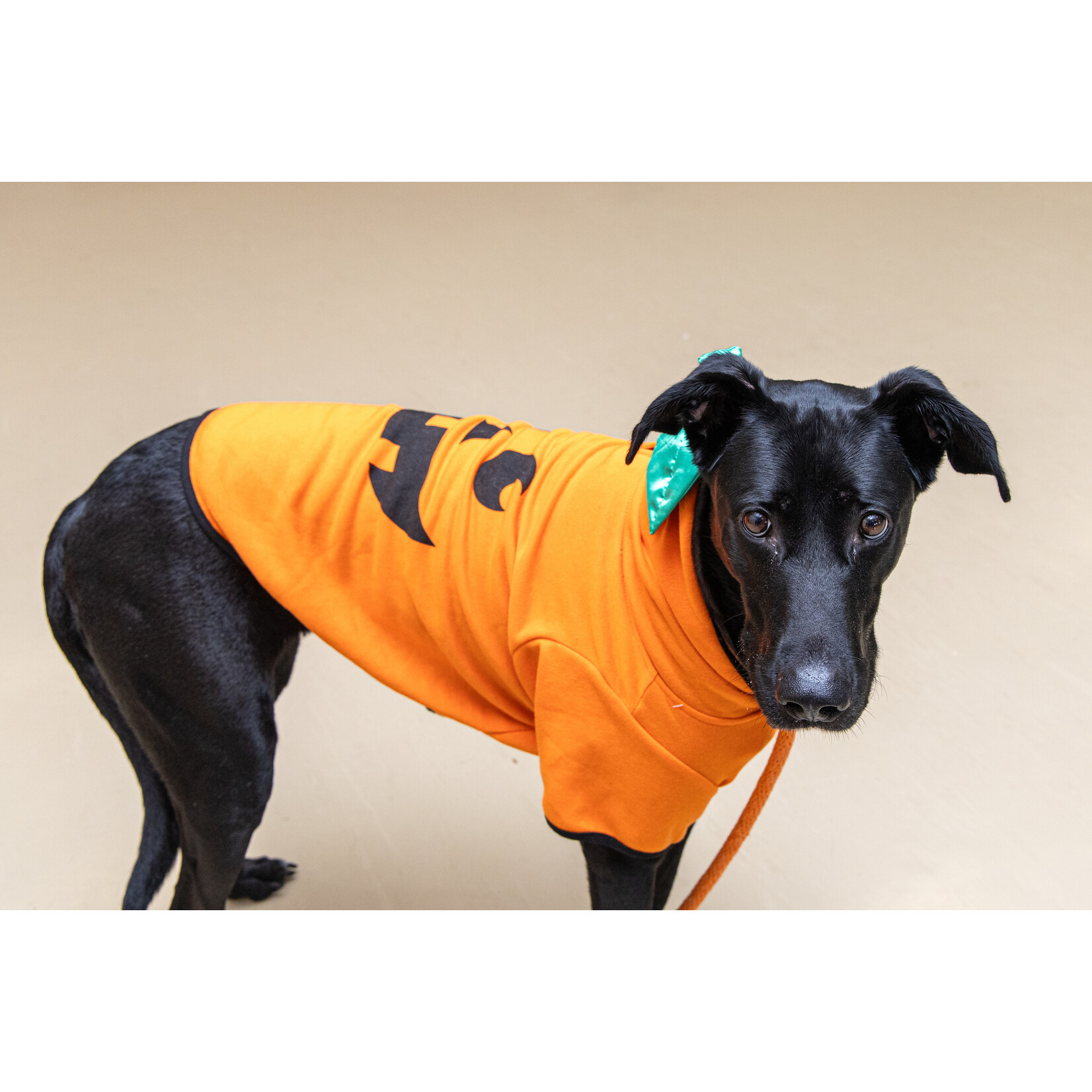 Bootique Pumpkin Hoddie- Dog XXL