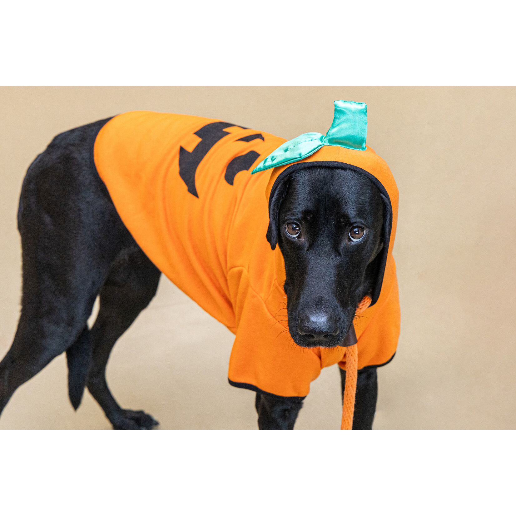 Bootique Pumpkin Hoddie- Dog XXL