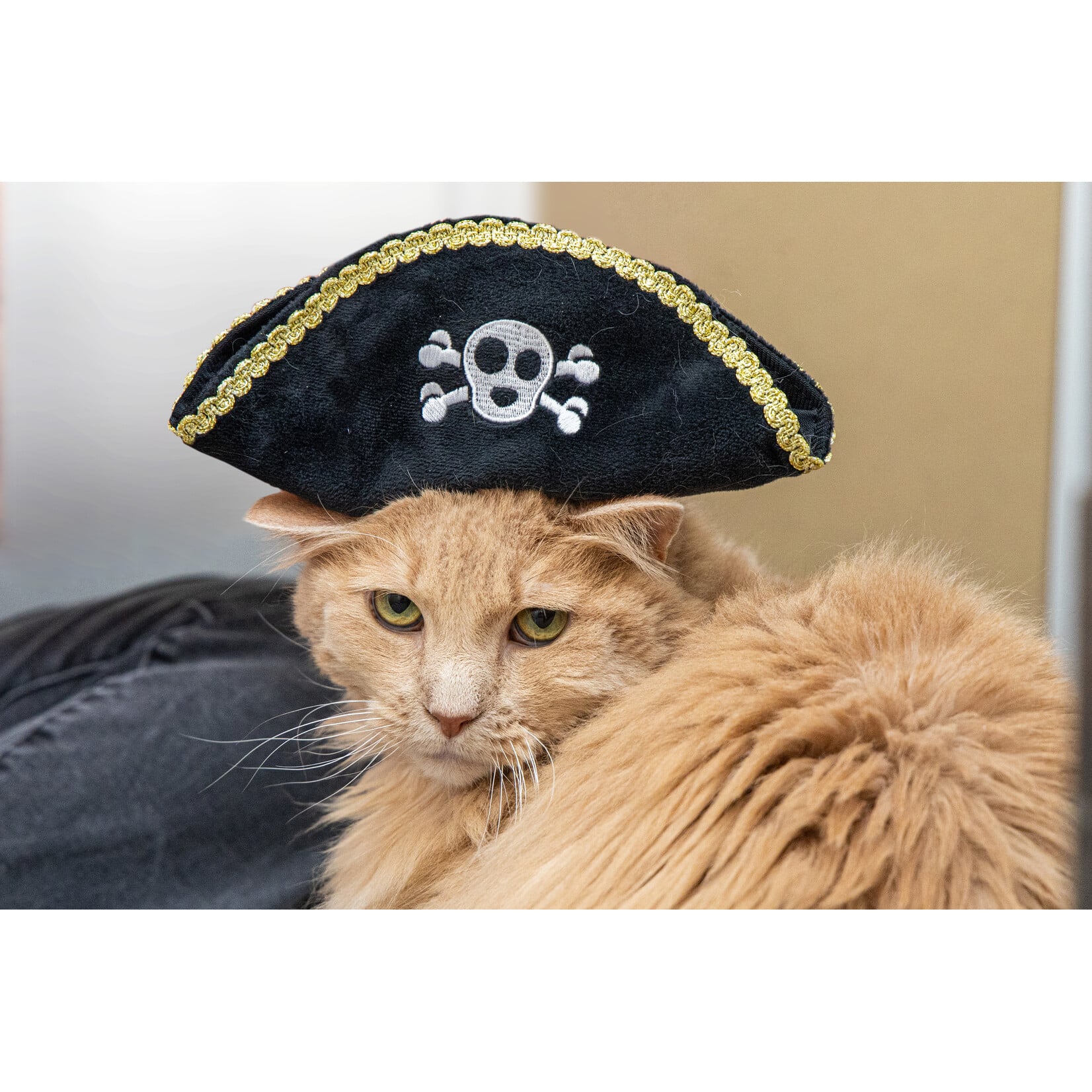 Mutt Hatter P.L.A.Y Mutt Hatter Pirate Hat Toy