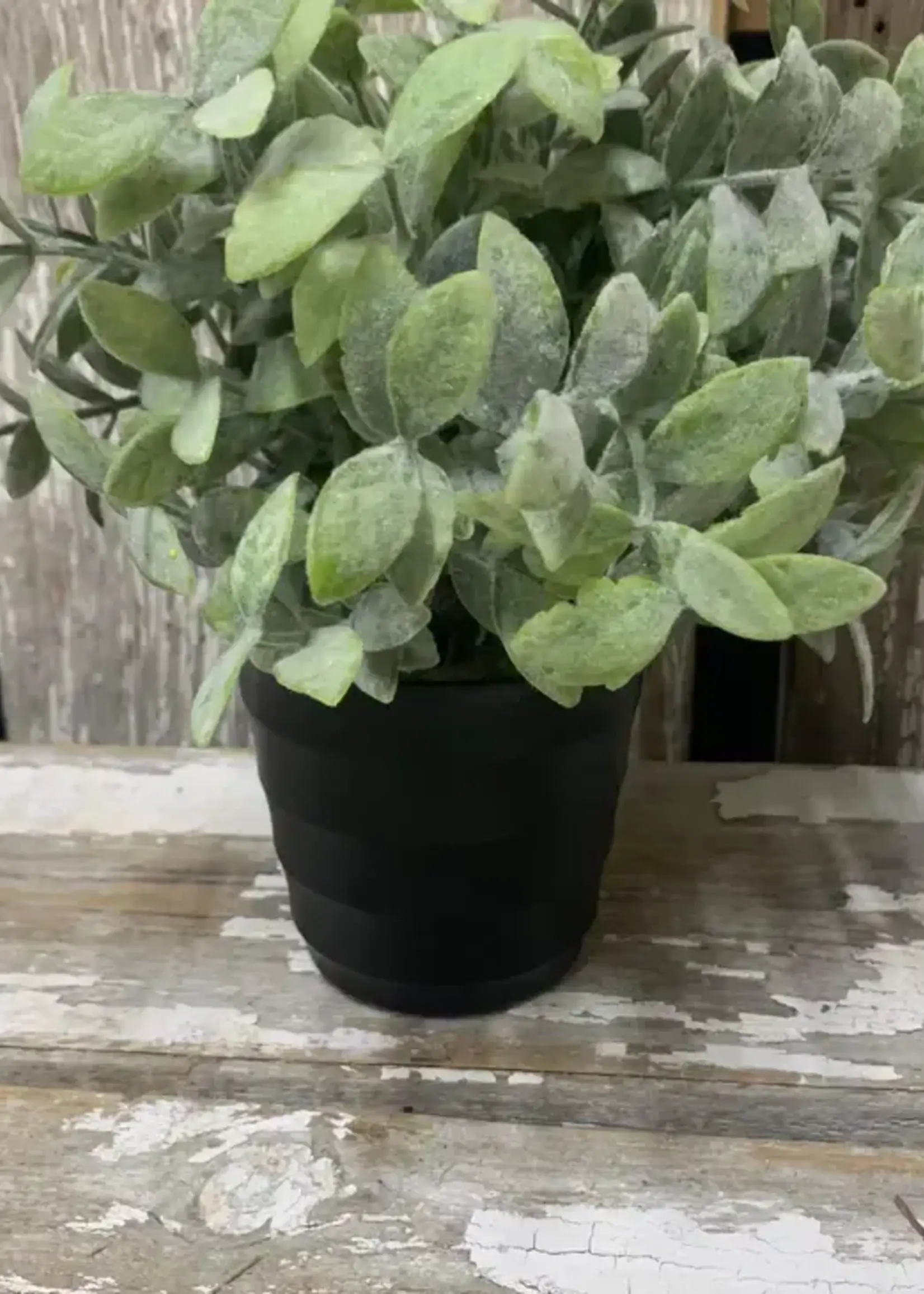 WHOLESALE HOME DECOR THYME POT