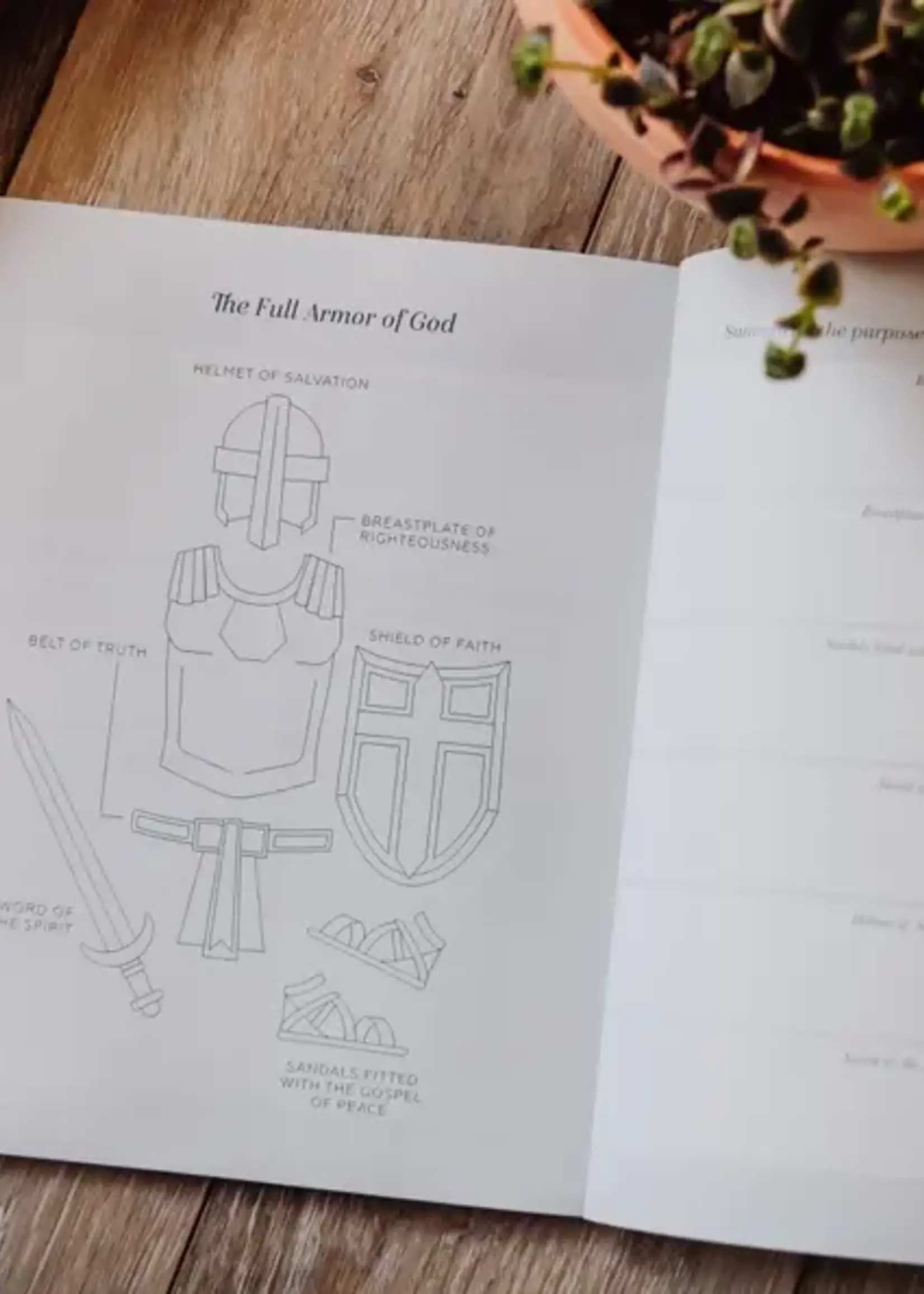DAILY GRACE CO STAND FIRM: ARMOR OF GOD STUDY
