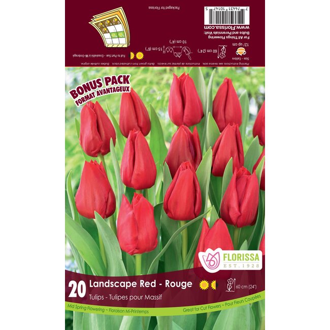 Tulip - Landscape Red