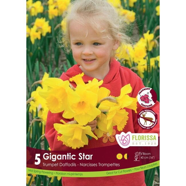 Narcissus - Gigantic Star