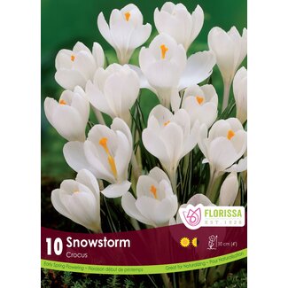 Crocus - Snowstorm