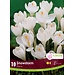 Crocus - Snowstorm