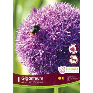 Allium - Giganteum