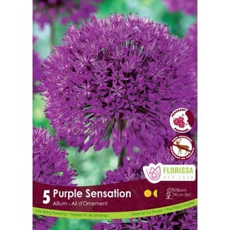 Allium - Purple Sensation