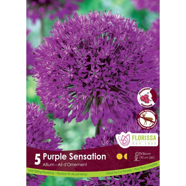 Allium - Purple Sensation