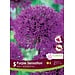 Allium - Purple Sensation