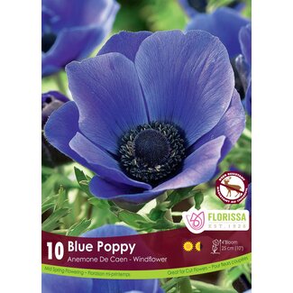 Anemone - Blue Poppy