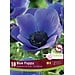 Anemone - Blue Poppy