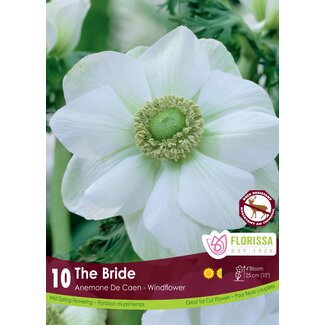 Anemone - The Bride