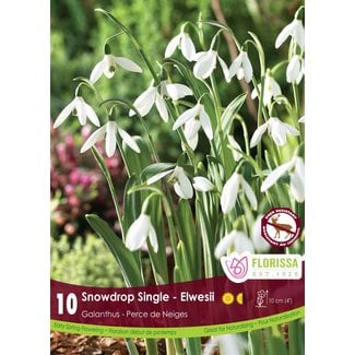 Snowdrops - Single Galanthus Elwesii