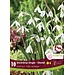 Snowdrops - Single Galanthus Elwesii