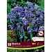 Scilla - Siberica