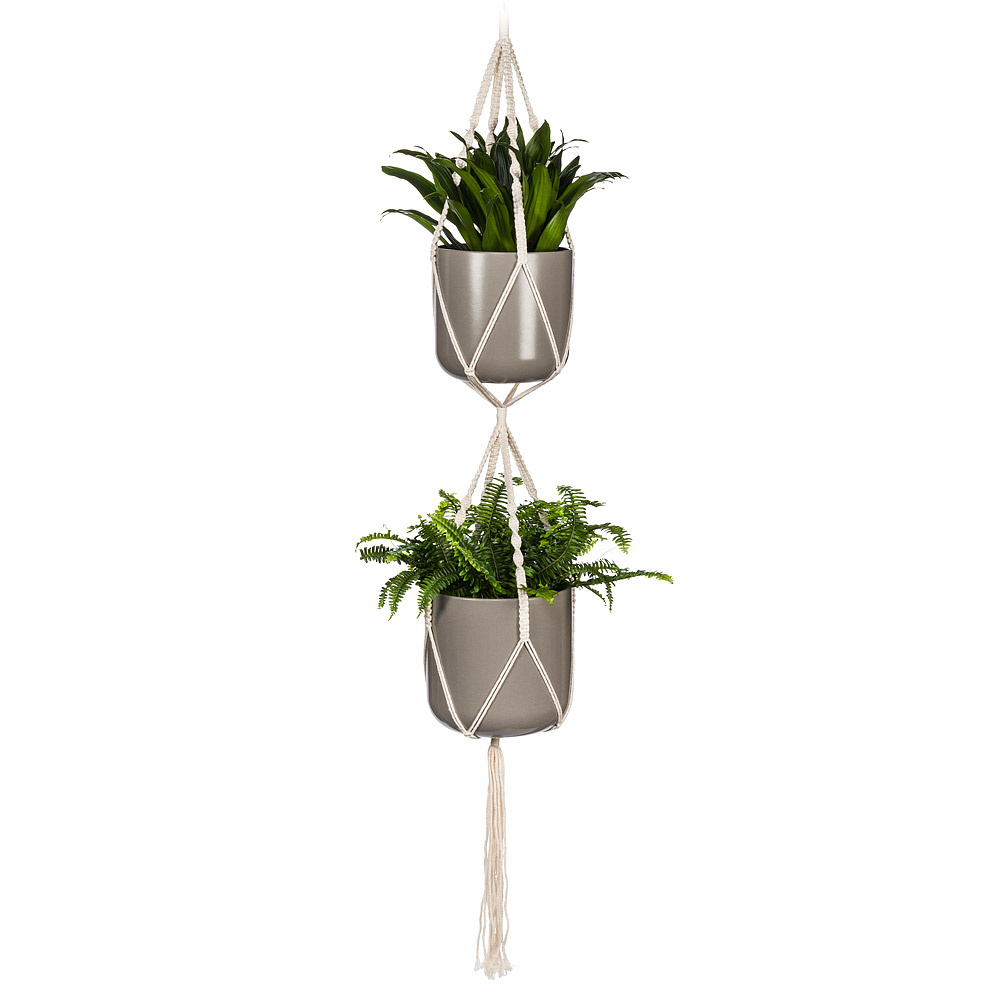 live lavender plant Set of 3 Lavender Provence Plants in Quart Pots main image 1