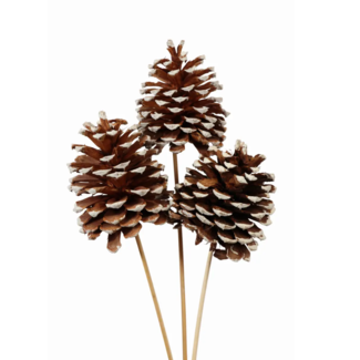 Jeffrey Pinecones XLg  (3 stem) White Tipped