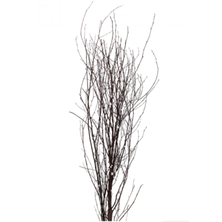Berried Branches Natural w/ White Berries