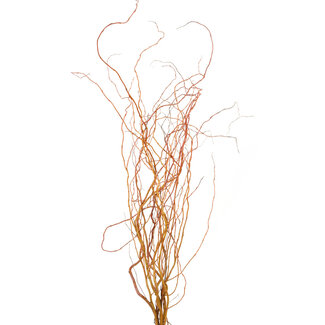 Curly Willow - Natural Red 3-4'