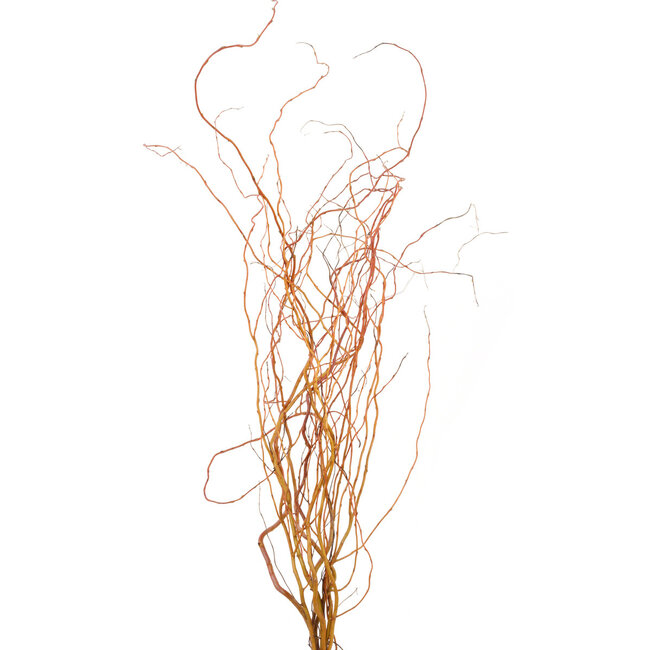Curly Willow - Natural Red 3-4'