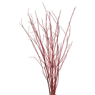 Willow Flame Natural 3-4'