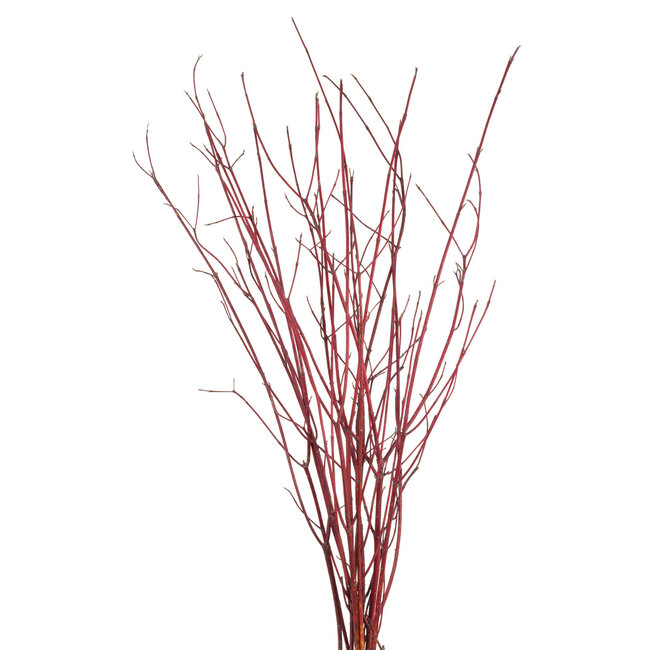Willow Flame Natural 3-4'
