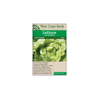 Butterhead Lettuce - Tom Thumb
