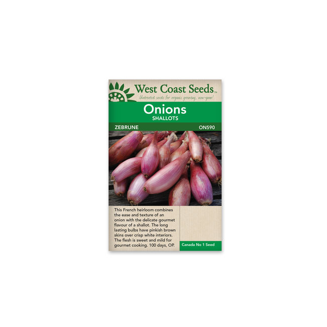 Onion - Zebrune