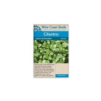 Cilantro - Santo Monogerm