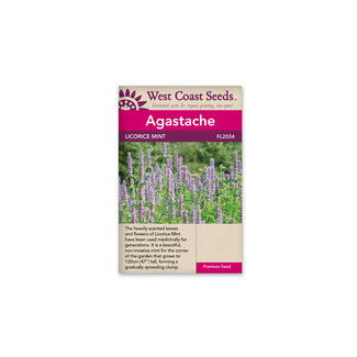 Agastache - Licorice Mint
