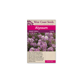 Alyssum - Dwarf Purple