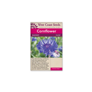 Cornflower - Centaurea Blue Boy