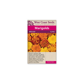 Marigolds - Brocade