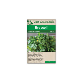 Broccoli - Sorrento Raab