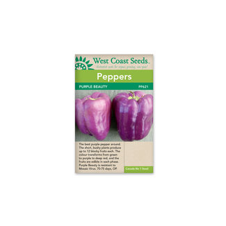 Pepper - Purple Beauty