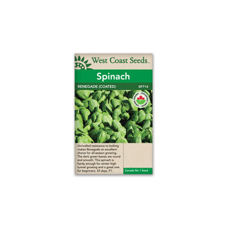 Spinach - Renegade F1 Organic
