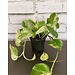 4" Pothos Marble Queen