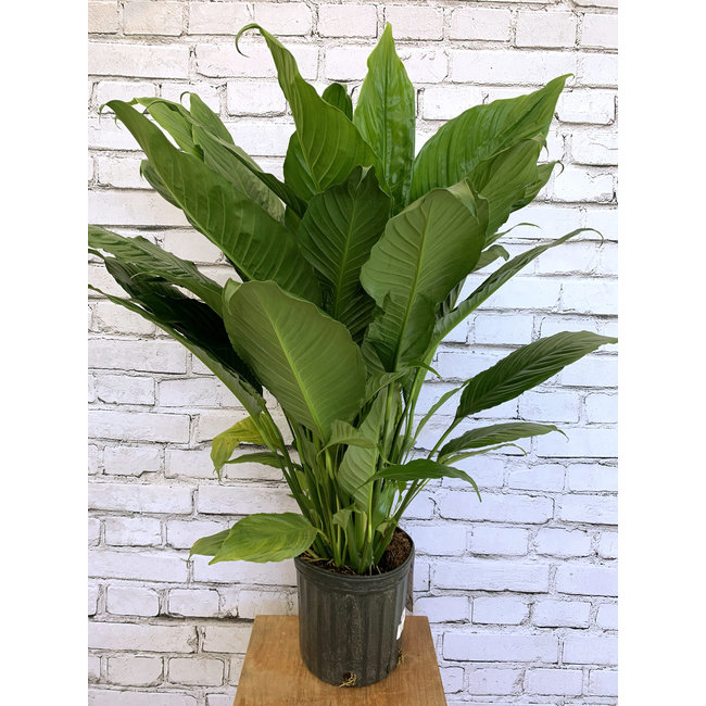 10" Peace Lily